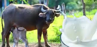 Buffalo Milk